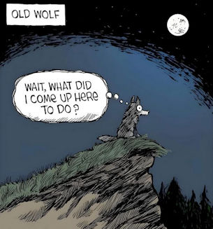 old wolf