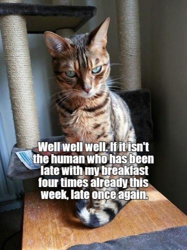 well-if-isnt-human-who-has-been-late-with-my-breakfast-four-times-already-this-week-late-once-again