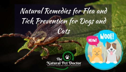 Fleas Ticks Natural Remedies for Dogs Cats Pets