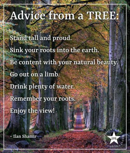 treewisdom
