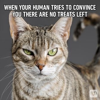 Hilarious-Cat-Memes-5