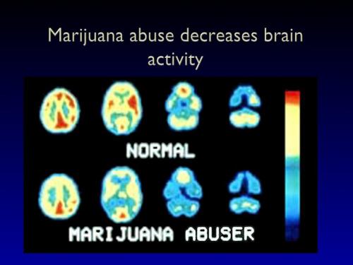 pot your brain on pot