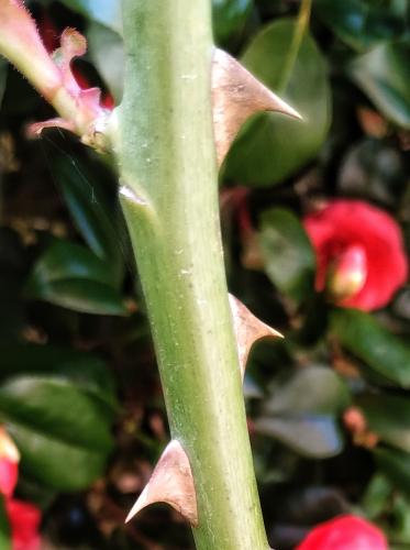 IMG_20240507_113935005-01