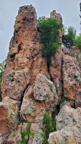 Rocks and trees