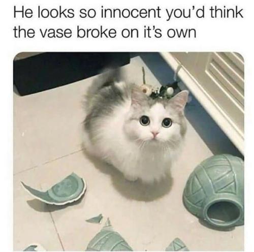 cat-he-looks-so-innocent-think-vase-broke-on-s-own
