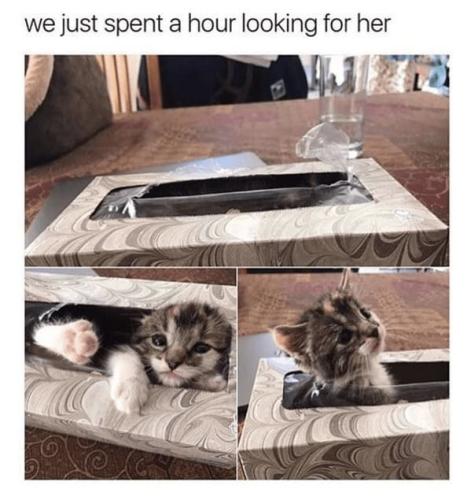 cat-just-spent-hour-looking-her