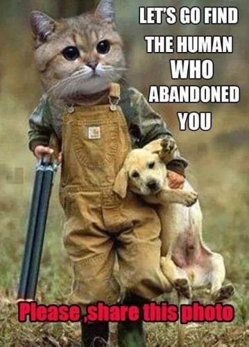 animal abuse cat dog