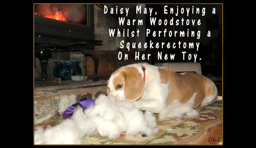 DAISY MAY SQUEEKERECTOMY