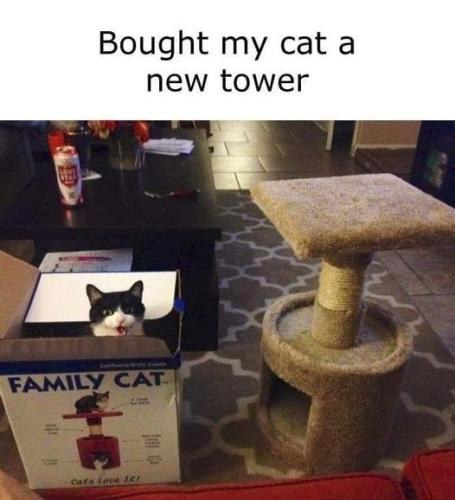 lone-byar-16-bought-my-cat-new-tower-califiana-kitty-cod-family-cat-cats-love