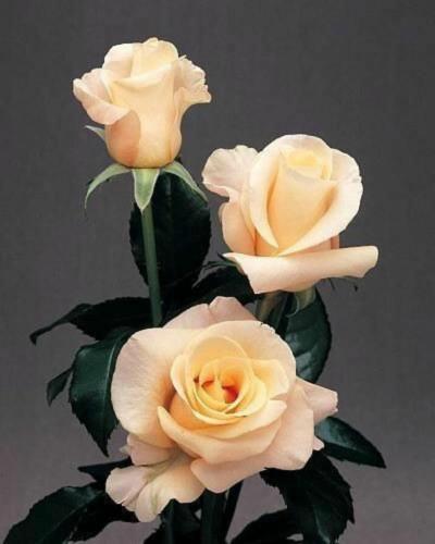 img-3d7b66e5