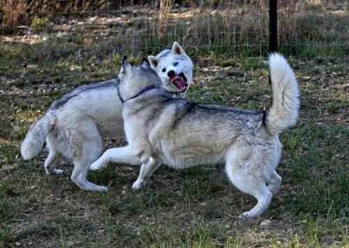 Finn looks like a wild beast here (with Piper)
