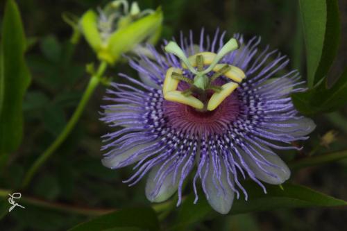 img-a54b703e