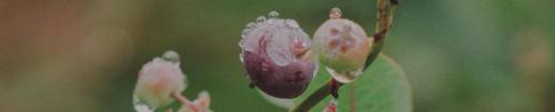 odb20240522