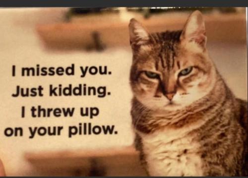 image_4C875CD6-7B78-47C9-9EE5-C57D18B530EF