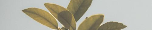 odb20240531
