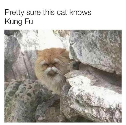 kungfu