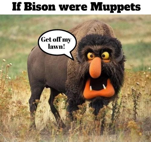 If bison were muppets.920px