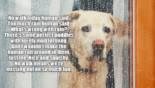 missed-opportunities