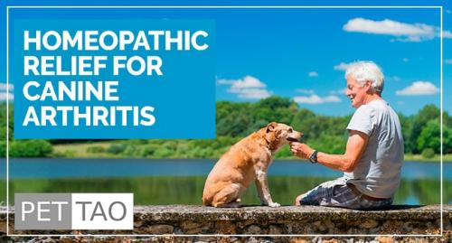 Homeopathy for dogs cats pets