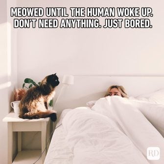 Hilarious-Cat-Memes-48