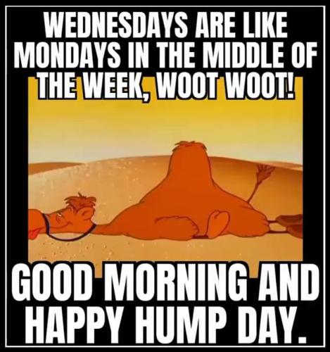 1-Hump Day
