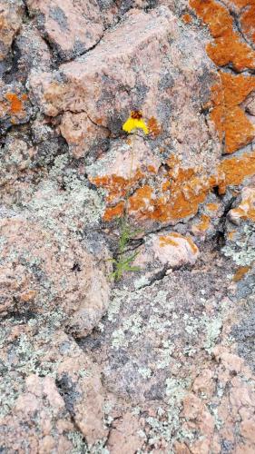 Lone flower from the rock