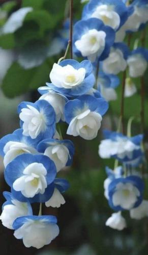 img-55c83631