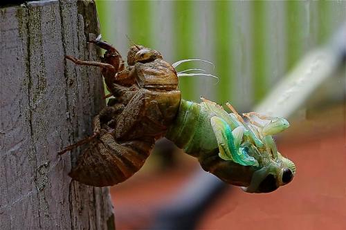 Leaving the old shell behind