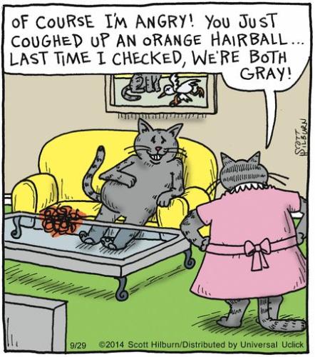 cat funnies 82