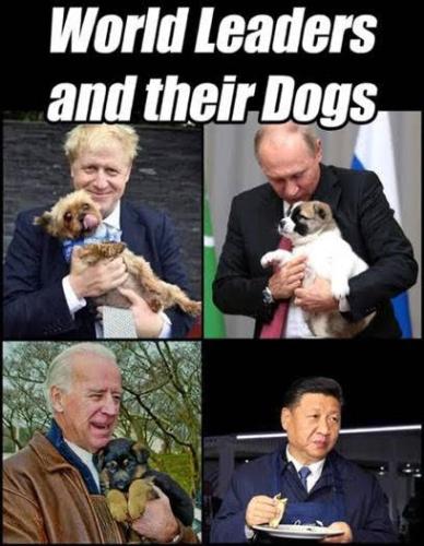 dogs