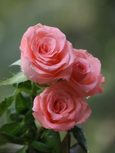 img-e4715a57