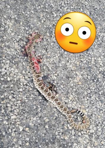 Rattlesnake with 5 rattles.  😵‍💫
