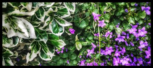 IMG_20240517_111515452-01