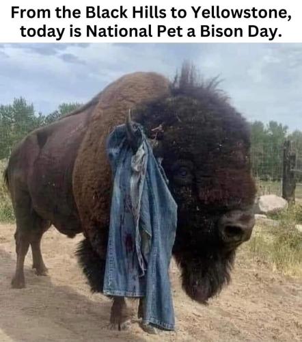 National pet a bison day.960px