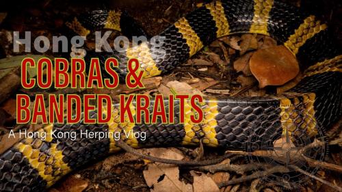 Banded Kraits and Cobra.960px