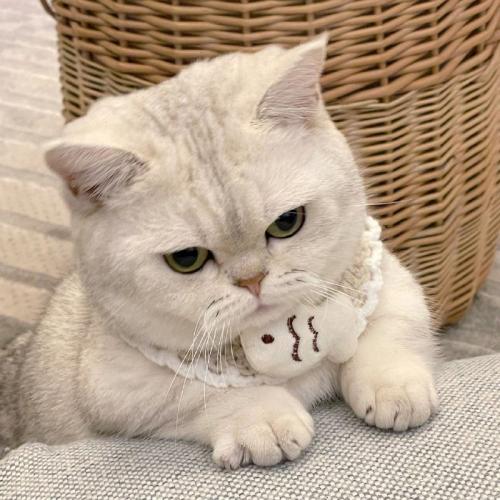 71ac2e23-a85c-432e-baa2-833772dd2311_0