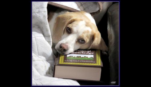 BOOK BEAGLE