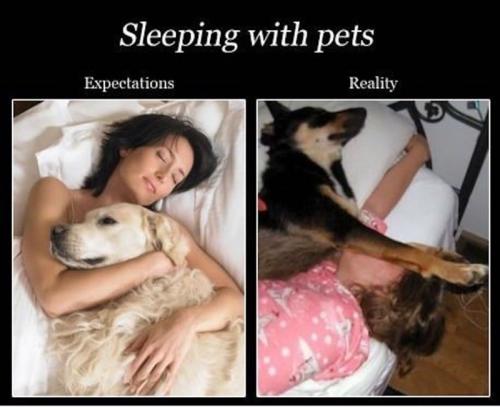 dog-sleeping-with-pets-reality-expectations
