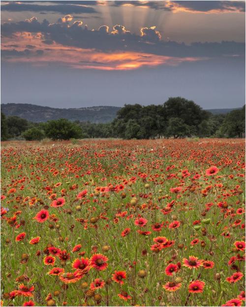 Indian blanket wildflower