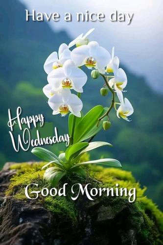 Happy Wednesday 4