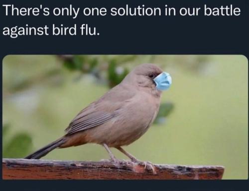 BIrd flu solution
