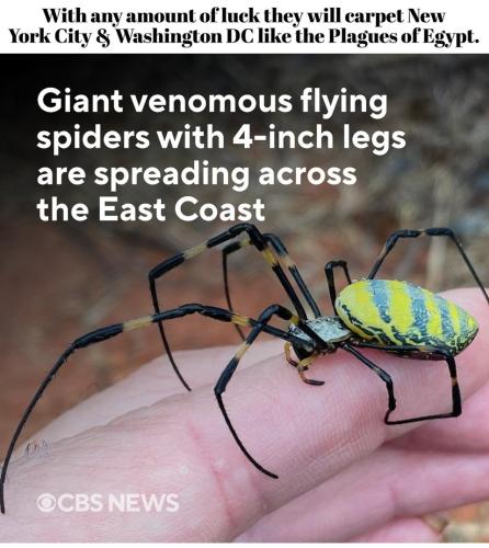 Plague of Poison spiders.960px