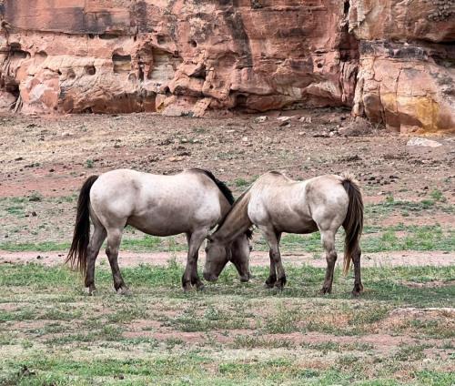 Champagne Lady and Laddie enjoying breakfast together.