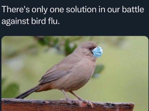 bird flu mask