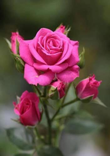img-04f509e8