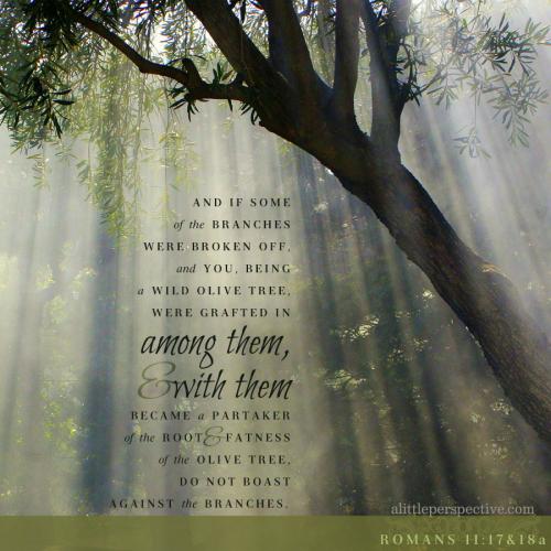 FAITH - Romans 11.17-18A