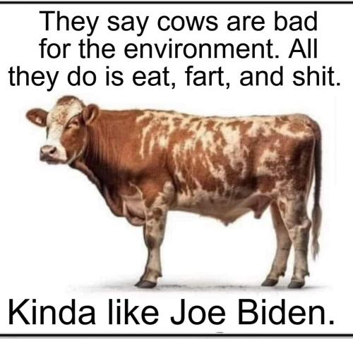 Cattle are a lot like Joe Biden