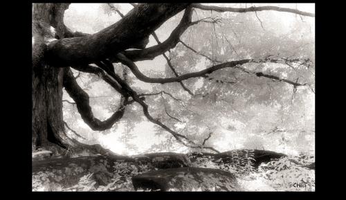 IR-1-1-5-CROCKER MAPLE