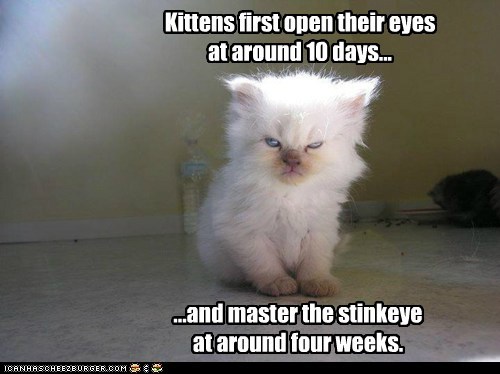 lolcats-stages-of-cat-development