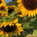 39486072_293067844808079_3322035454018060288_n